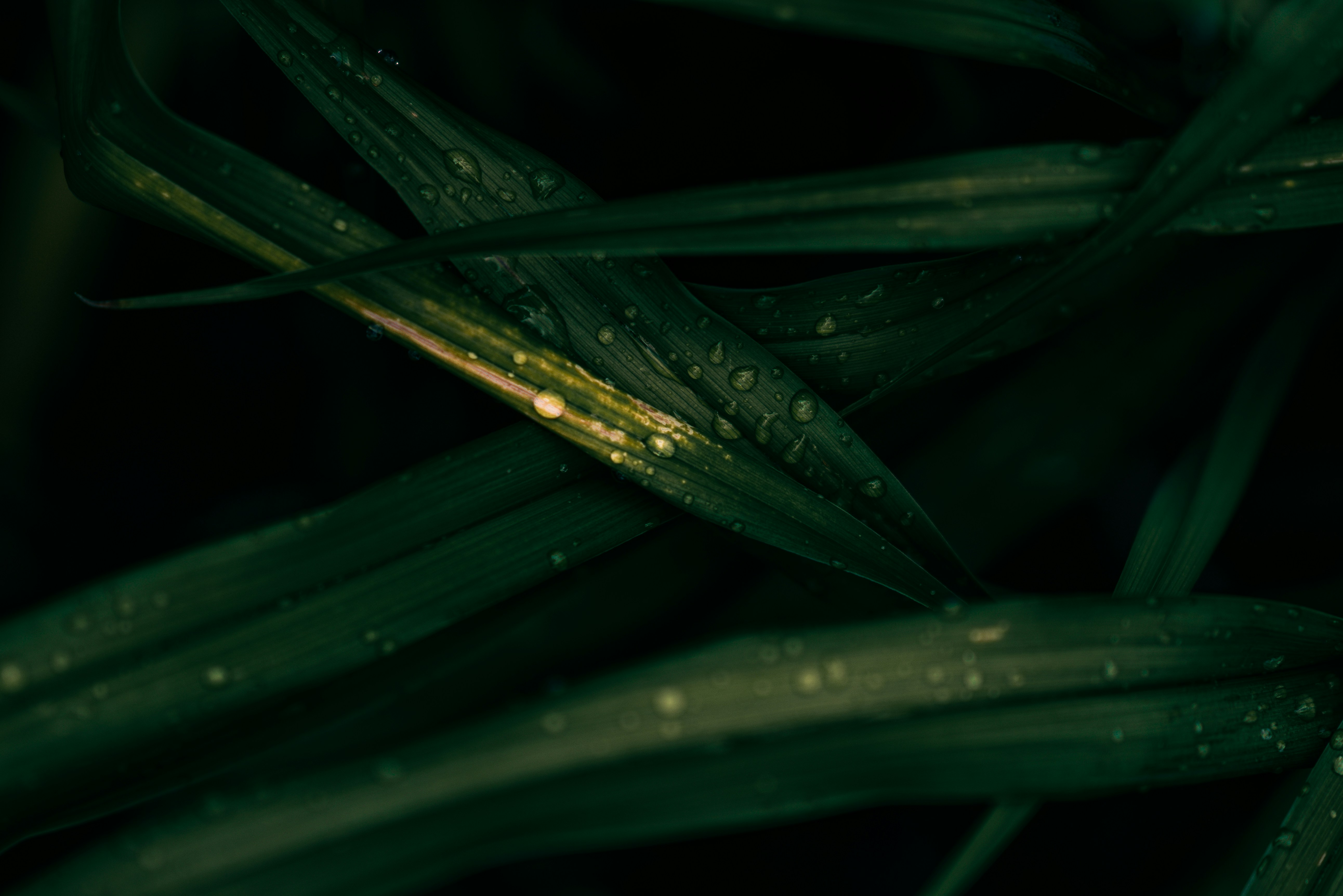 water droplets on green leaf