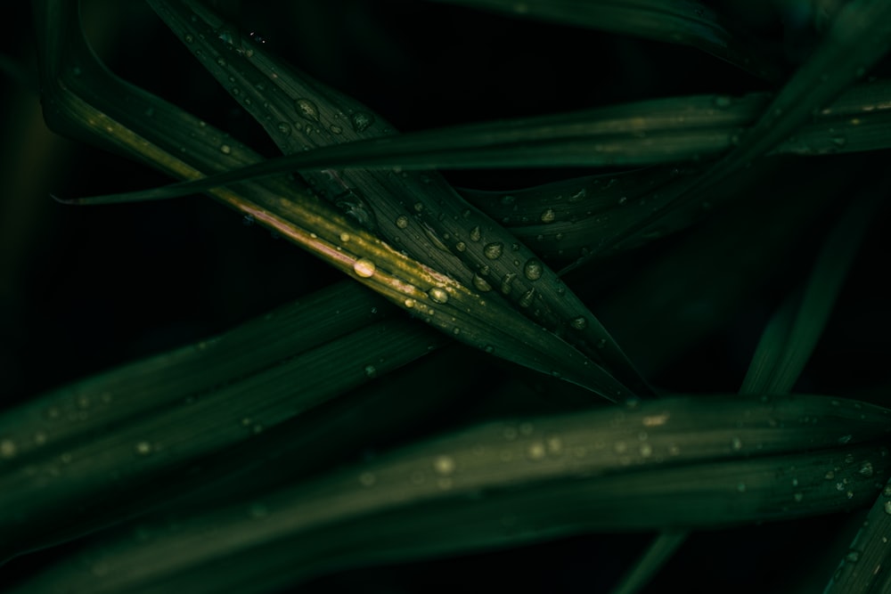 water droplets on green leaf