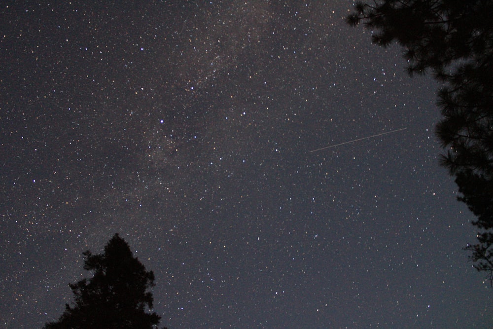 silhouette of trees under starry night