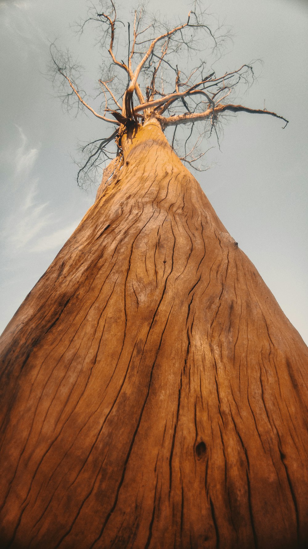 brown tree trunk under blue sky during daytime