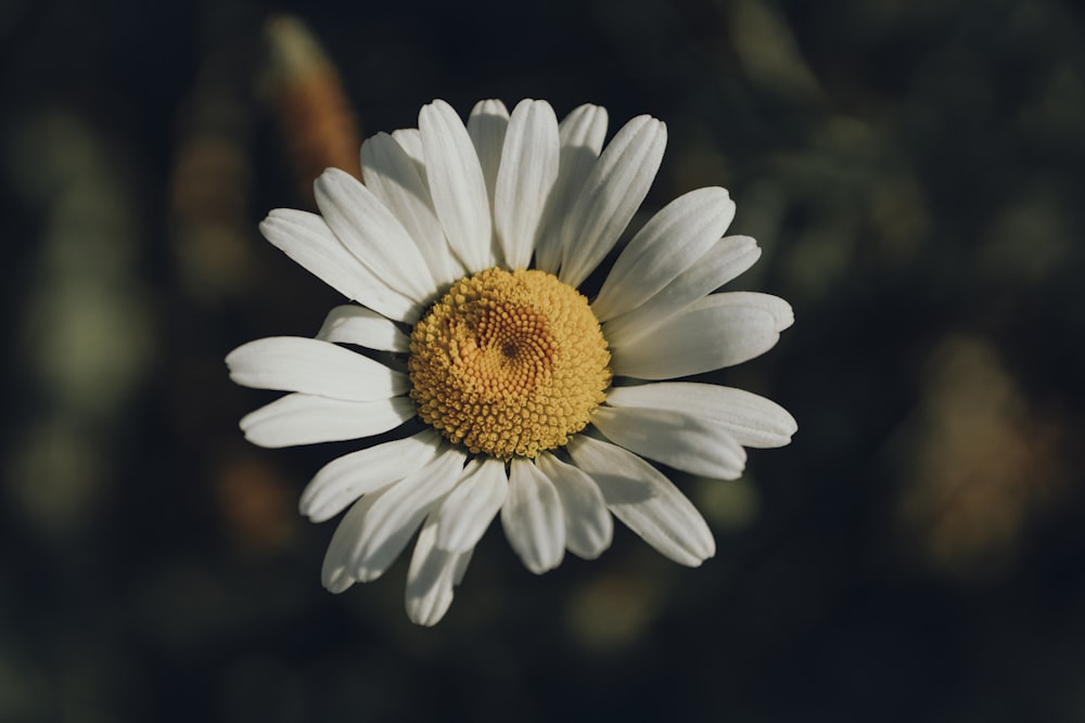 white daisy in bloom during daytime