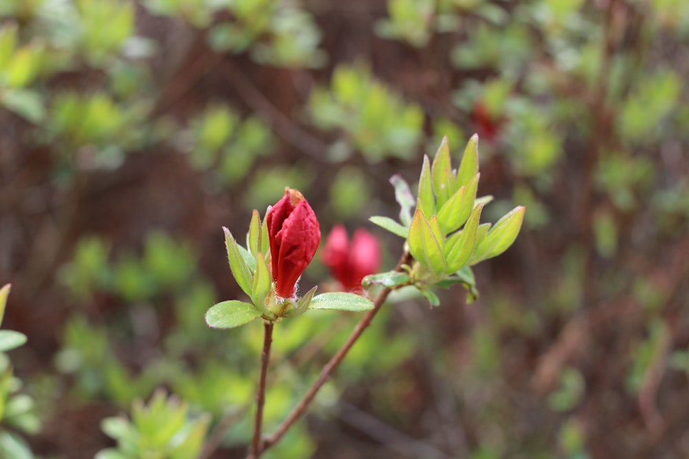 rosa rossa in fiore durante il giorno