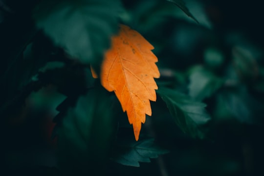 orange maple leaf in close up photography in Feni Bangladesh