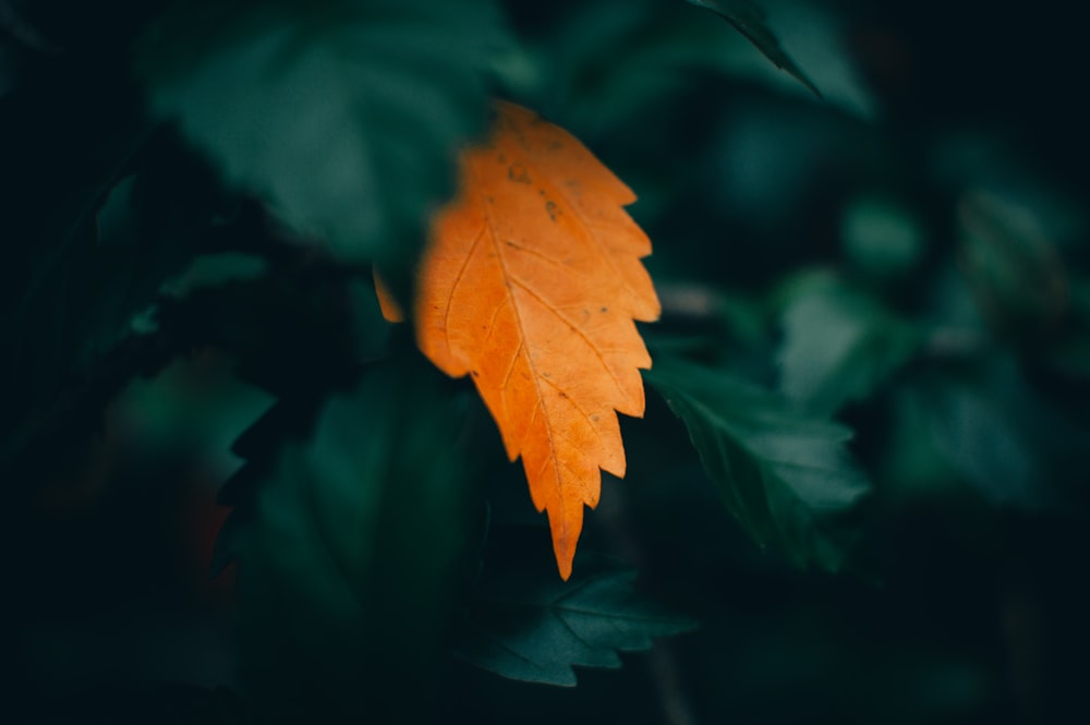 orange maple leaf in close up photography