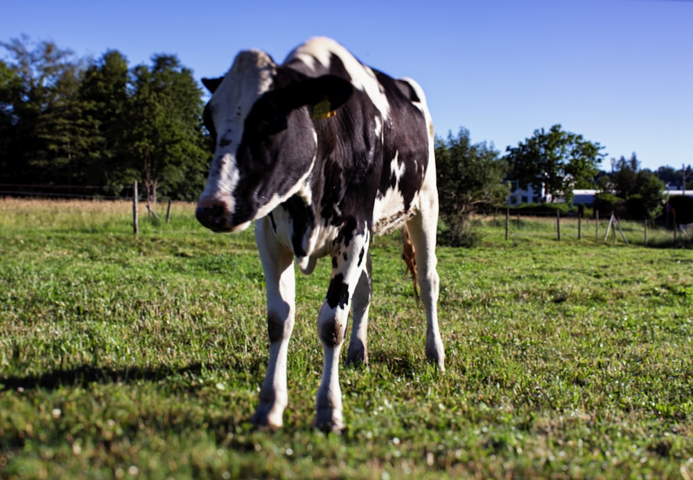 black and white cow on green grass field during daytime