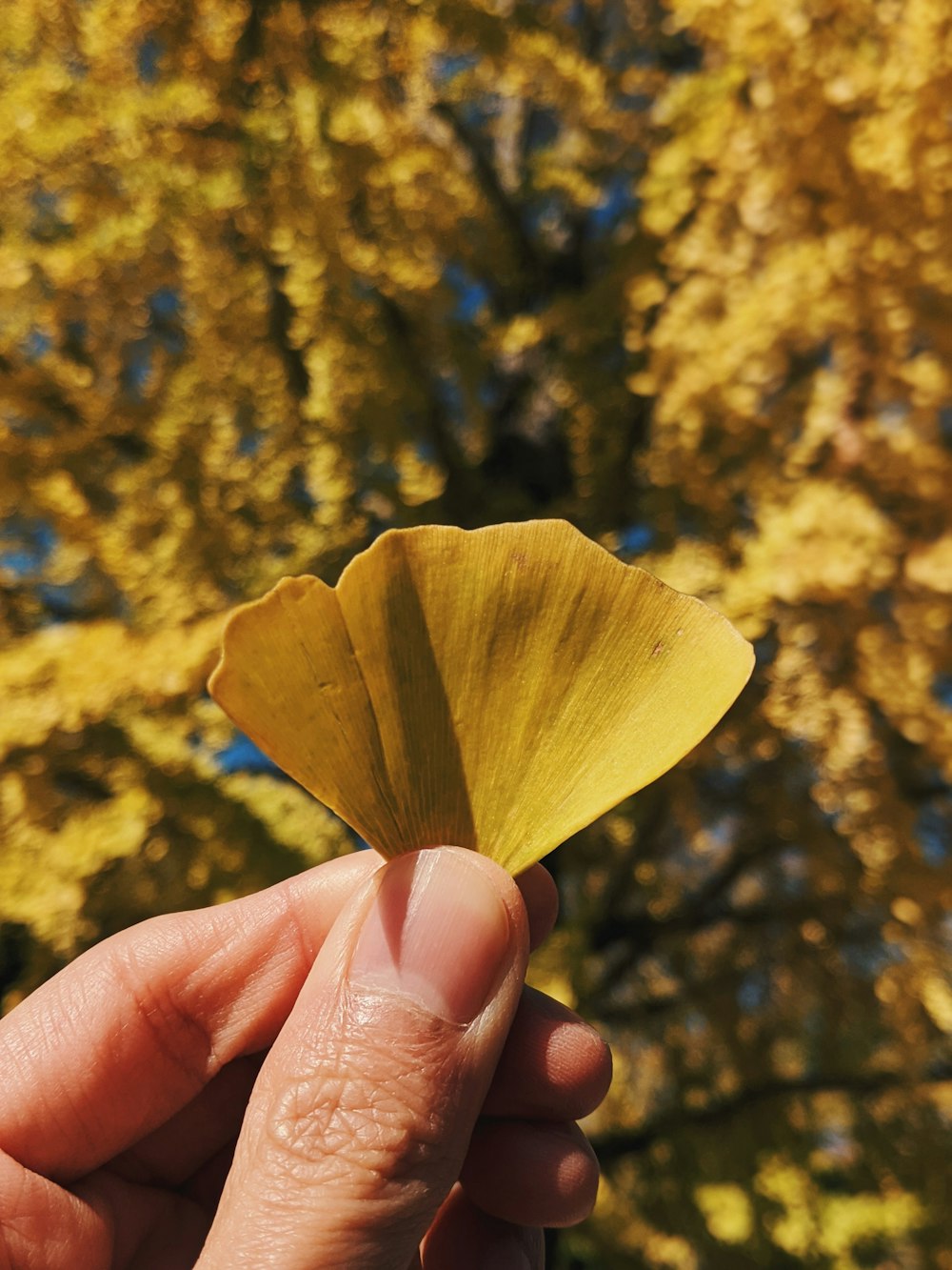 person holding yellow leaf during daytime