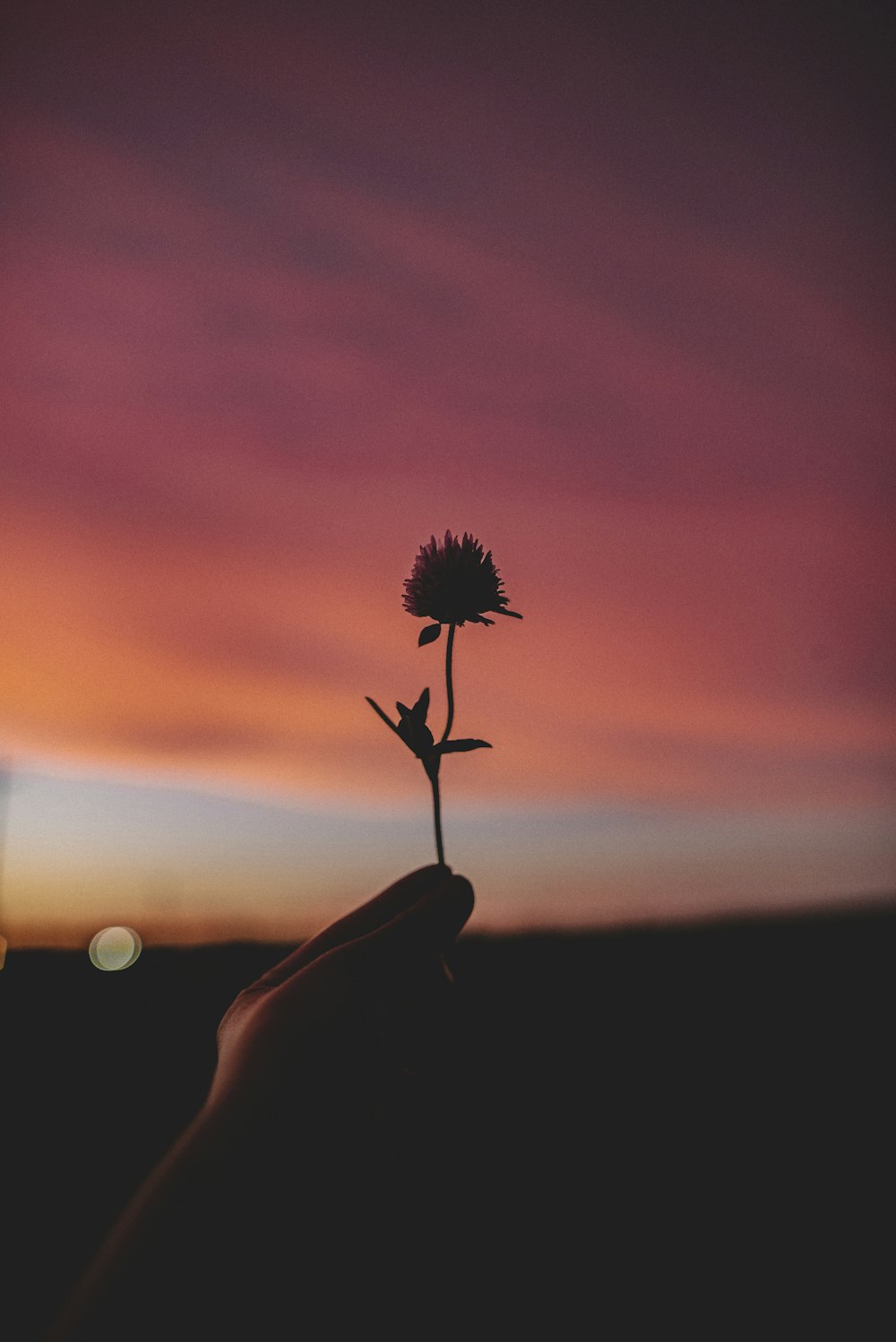 silhouette of person holding flower during sunset