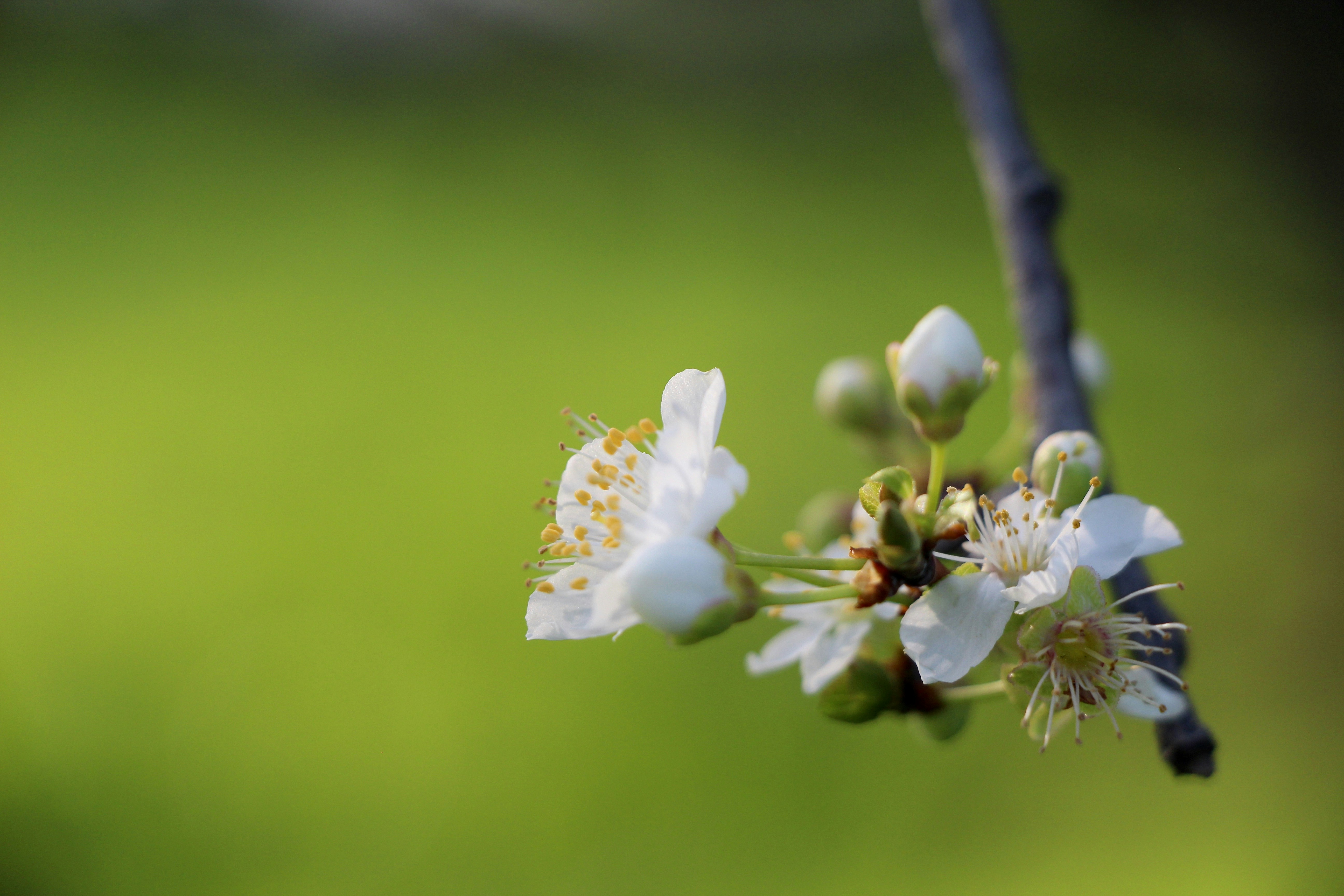 Flor de cerezo blanco en flor durante el día