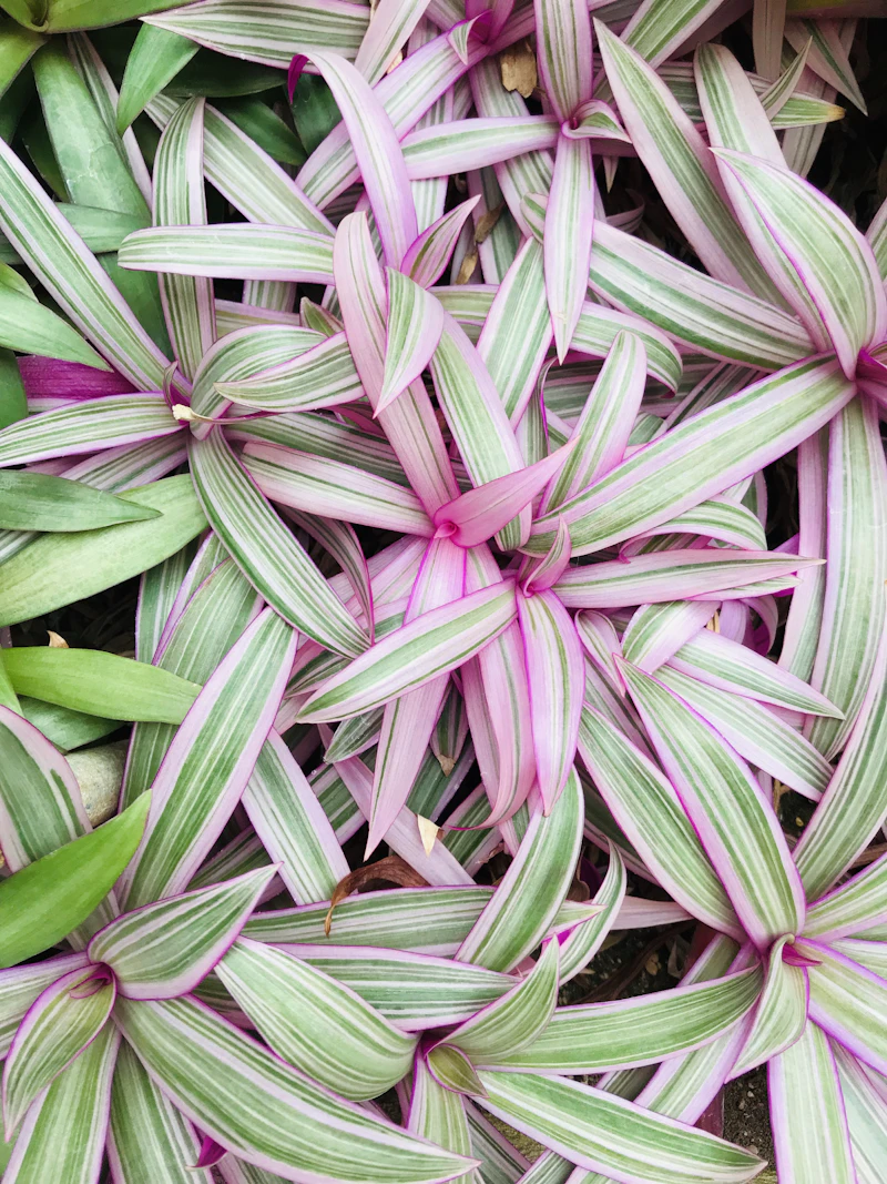 Tradescantia Zebrina