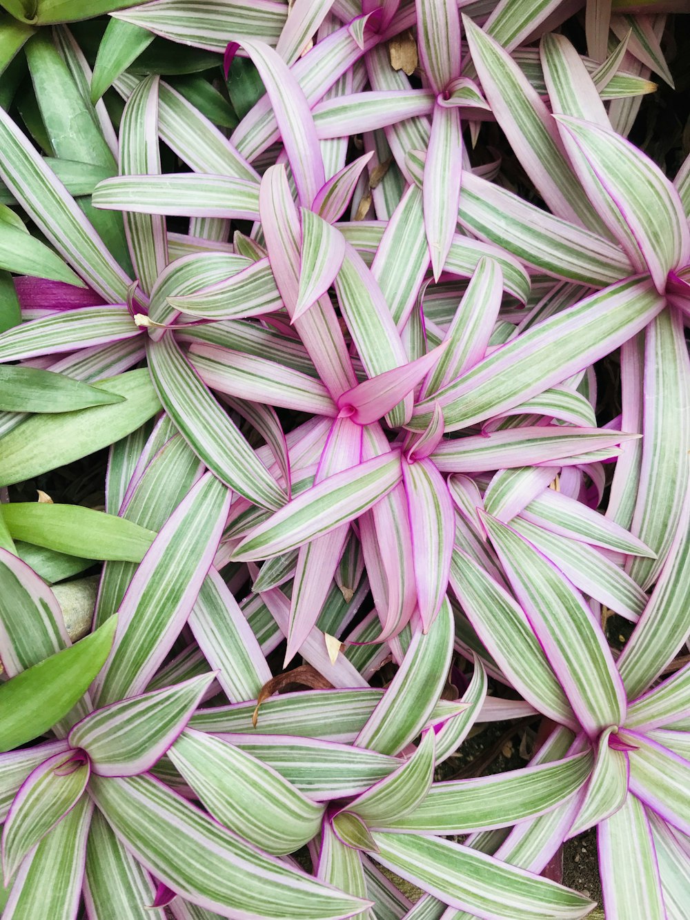 green and purple plant leaves