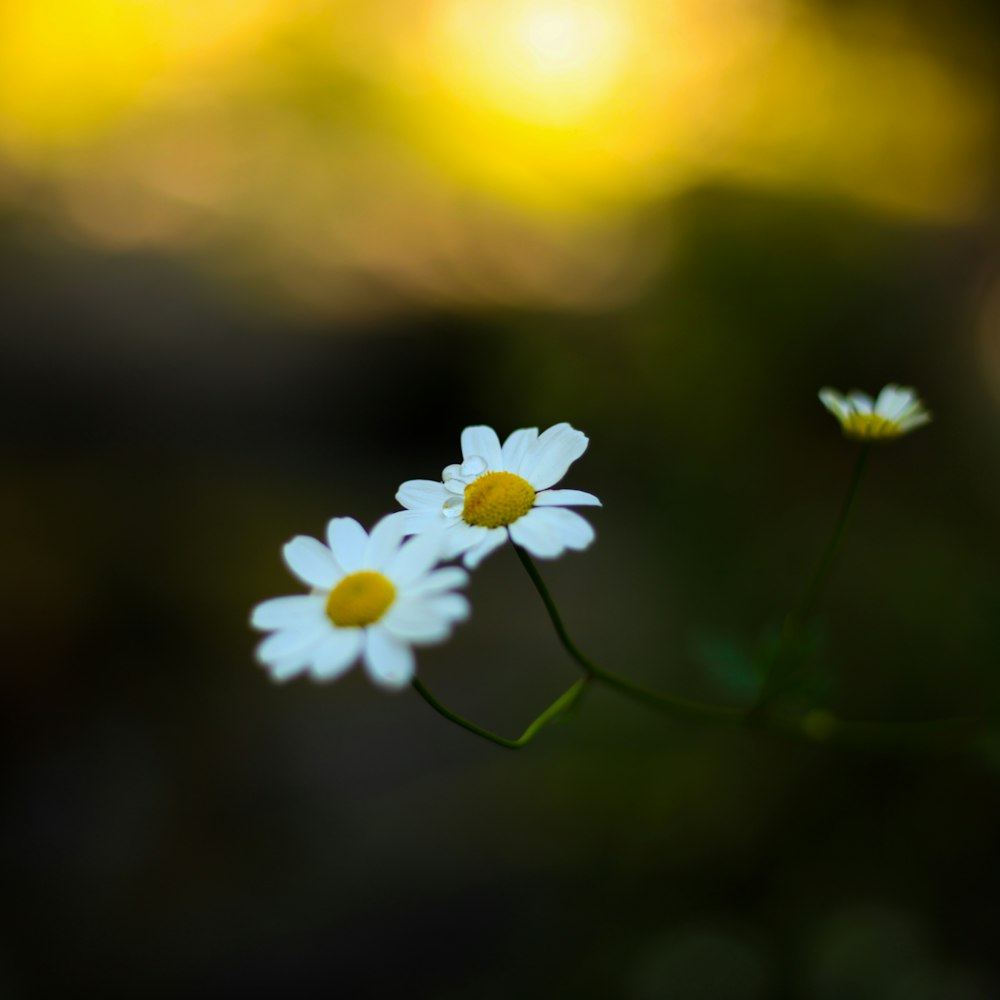 white and yellow flower in tilt shift lens