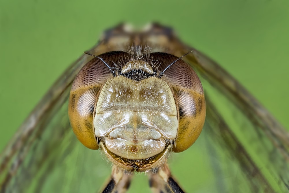 brown and black dragonfly in macro photography