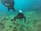 Two scuba divers explore an underwater landscape. The scene is filled with various shades of blue and green as the divers navigate a rocky ocean floor dotted with corals and marine life.