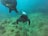 Two scuba divers explore an underwater landscape. The scene is filled with various shades of blue and green as the divers navigate a rocky ocean floor dotted with corals and marine life.