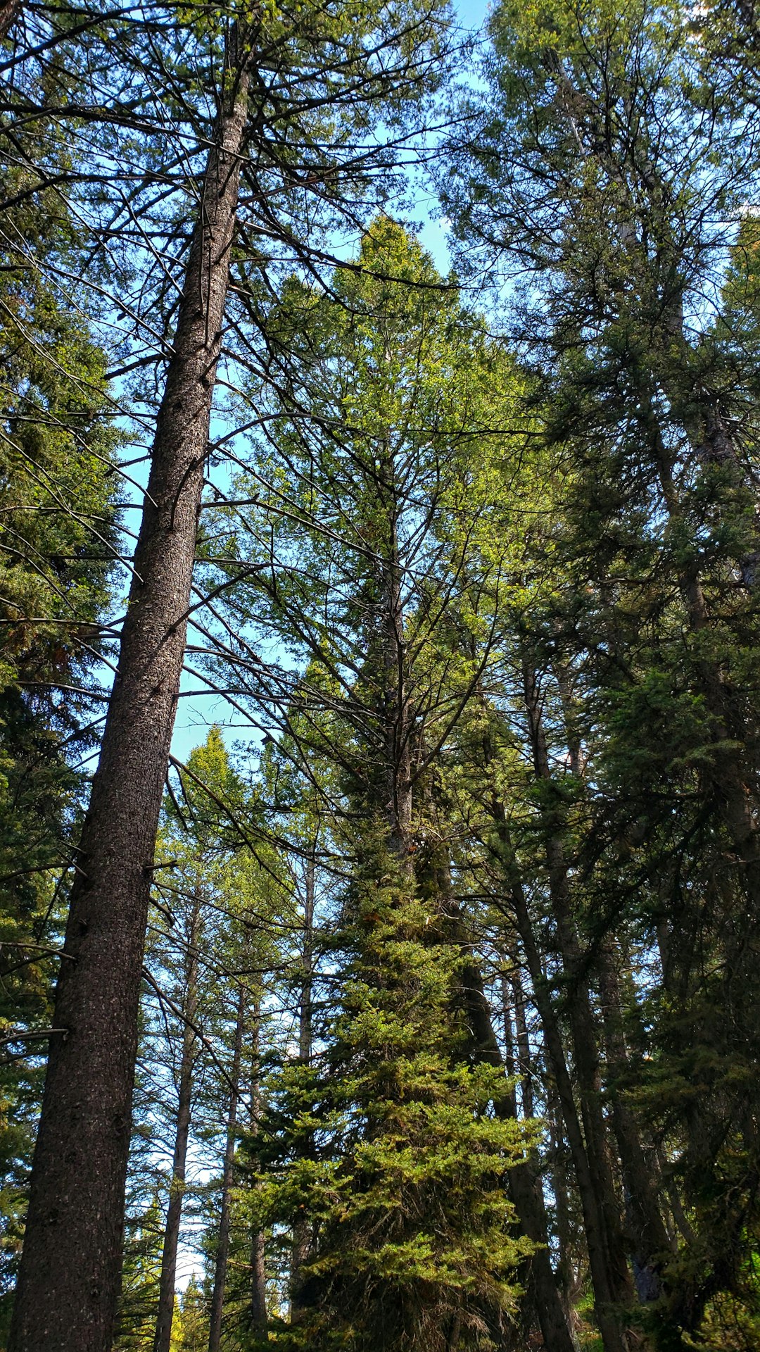 green and brown trees under blue sky during daytime