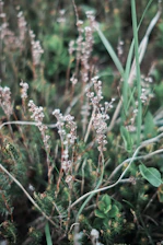 A close-up of herbal plants used in treatments, showcasing the natural roots of Navashakti's healing approach.