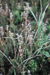 A close-up of fresh botanical plants and flowers used in natural medicine preparations.