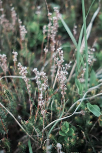 A close-up of fresh botanical plants and flowers used in natural medicine preparations.