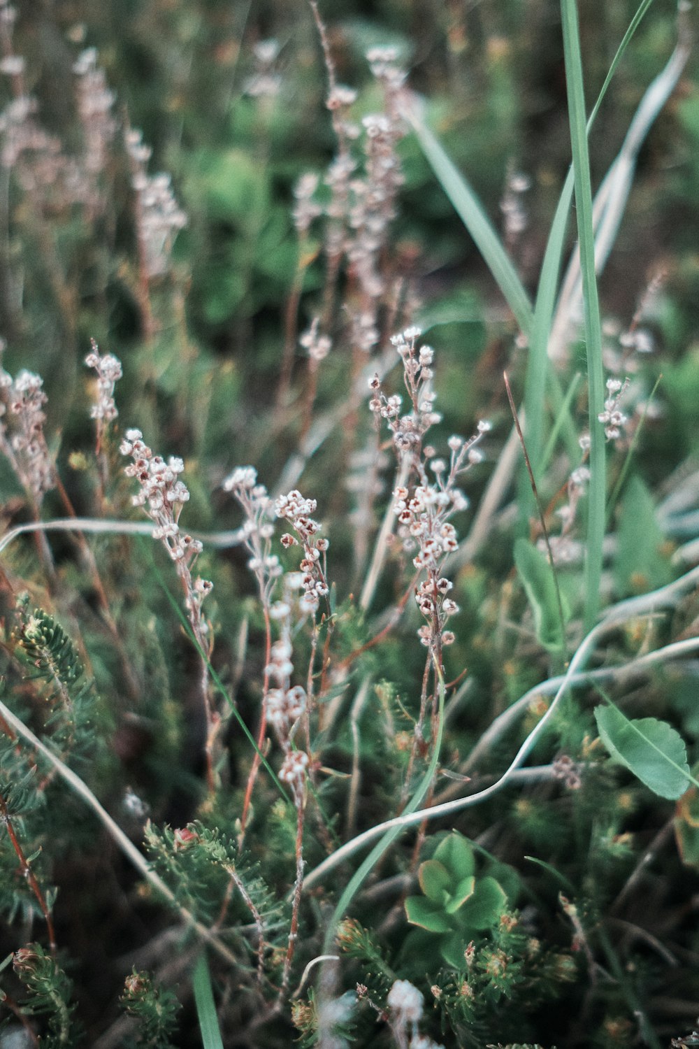 white flowers in tilt shift lens