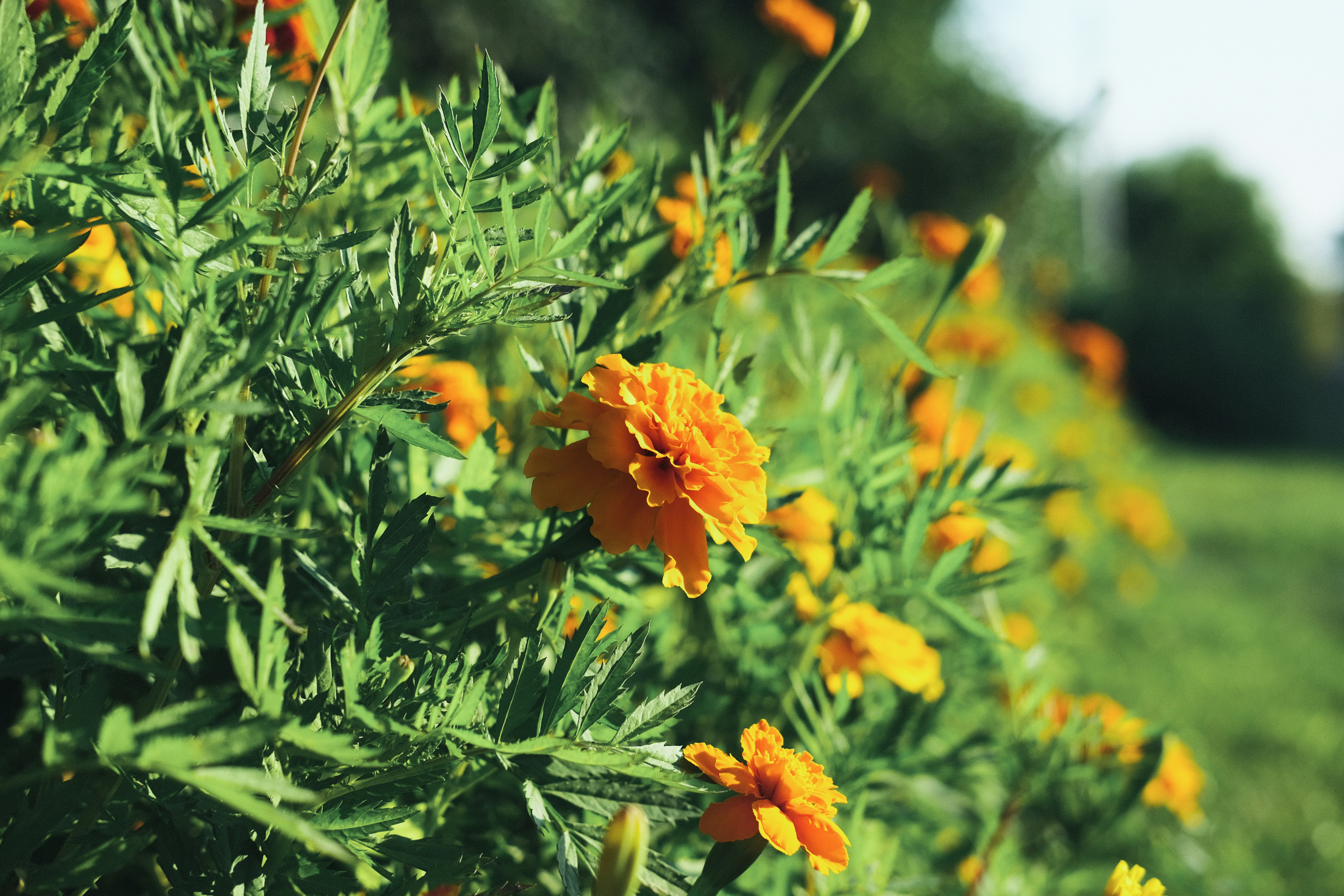 orange flower in tilt shift lens