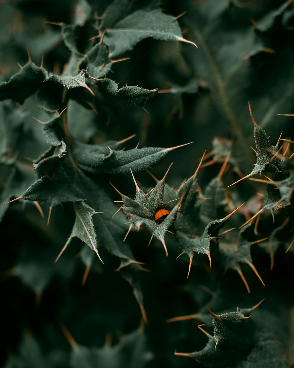 green plant in close up photography