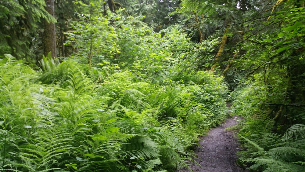 pathway between green plants and trees during daytime