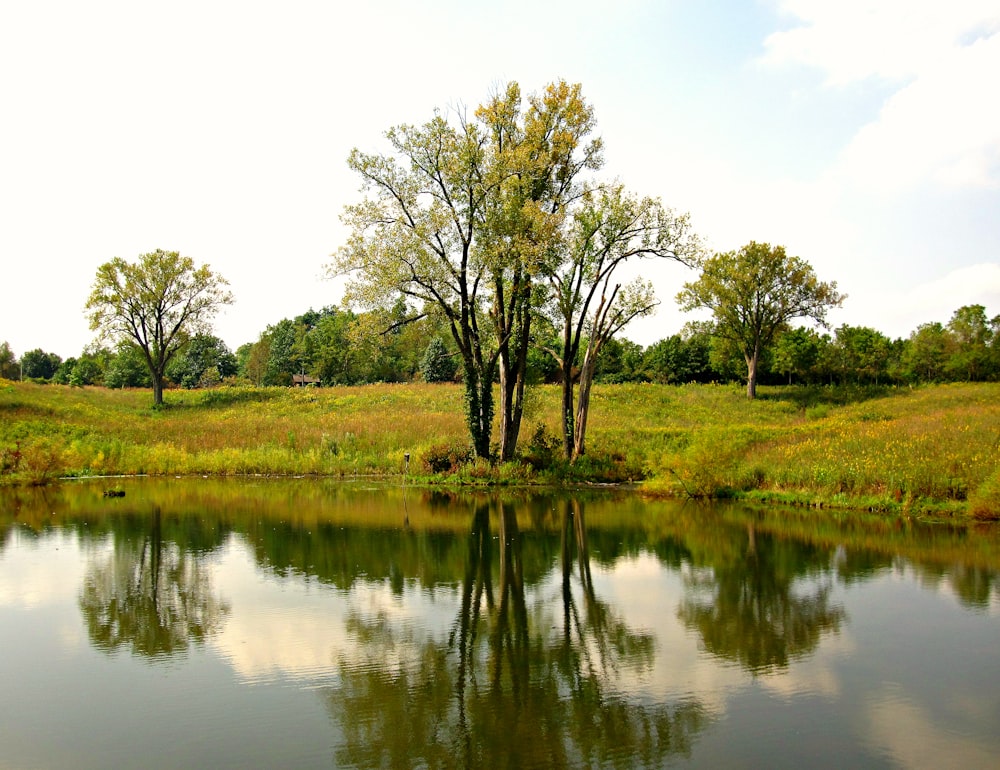 green grass field near lake during daytime