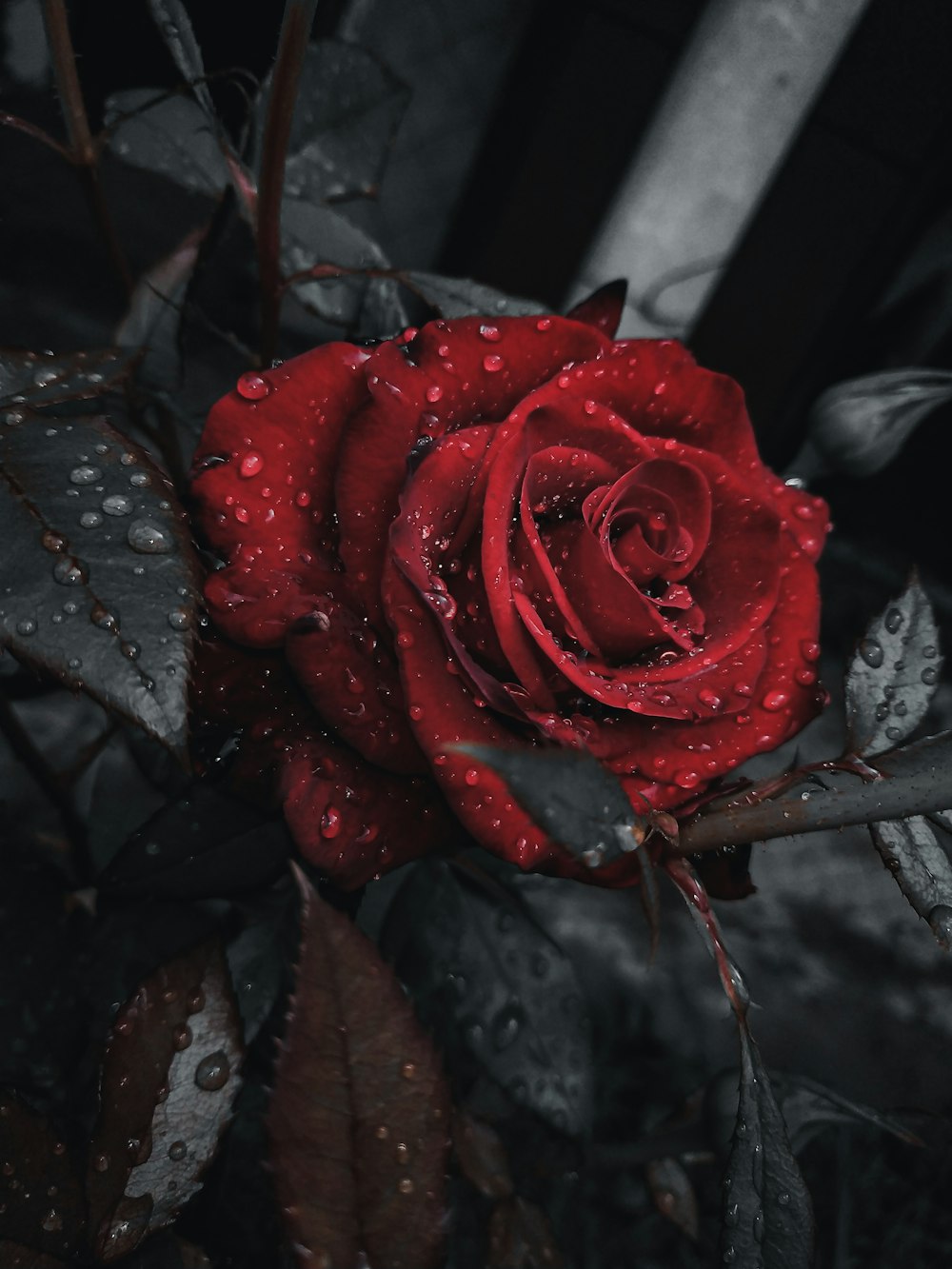 露のしずくで咲く赤いバラ