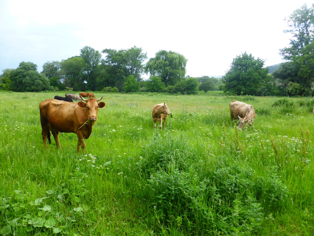 herd of cow on green grass field during daytime