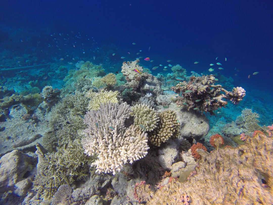 Underwater photo spot Maldive Islands Vaavu Atoll