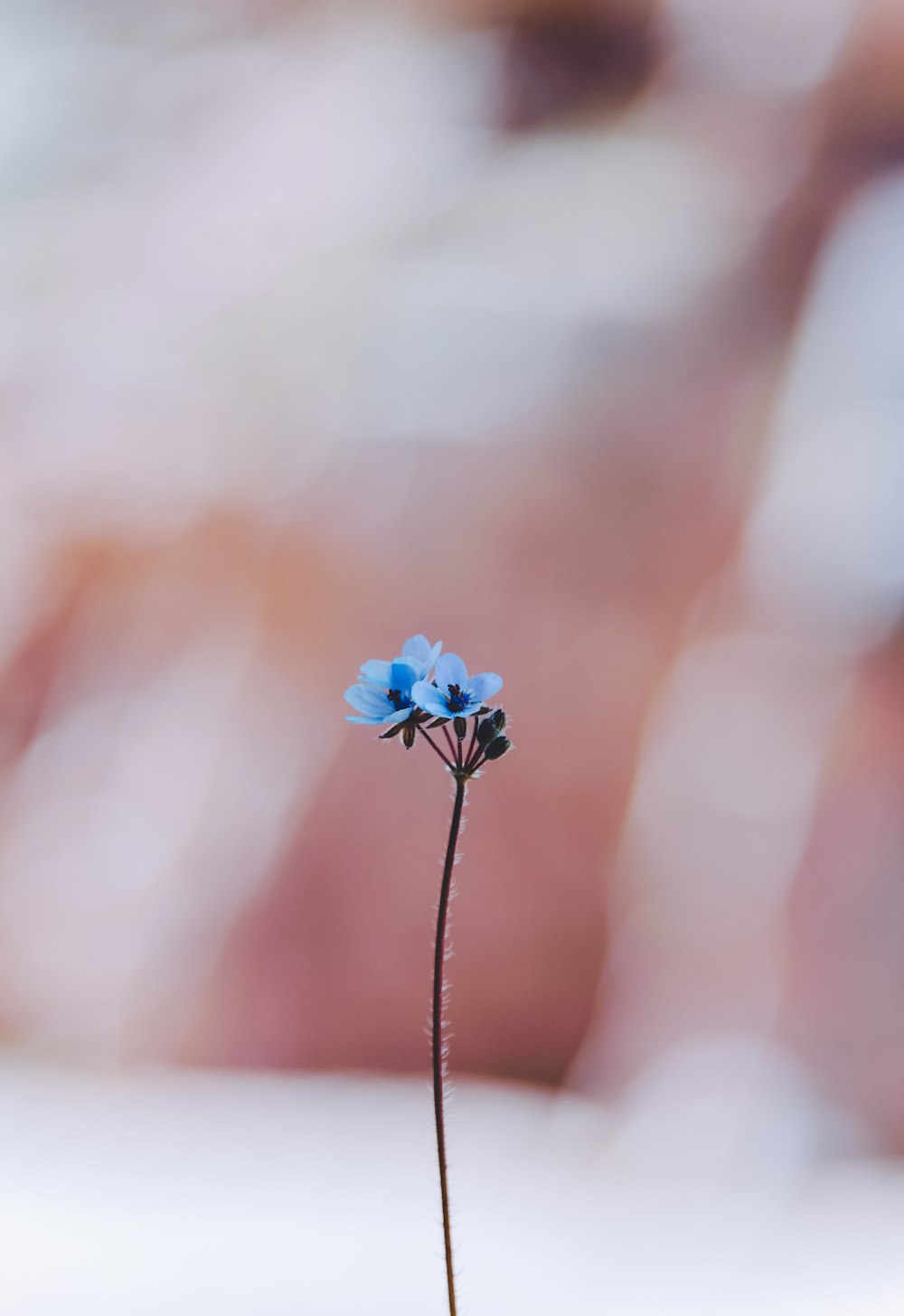 blue flower in tilt shift lens