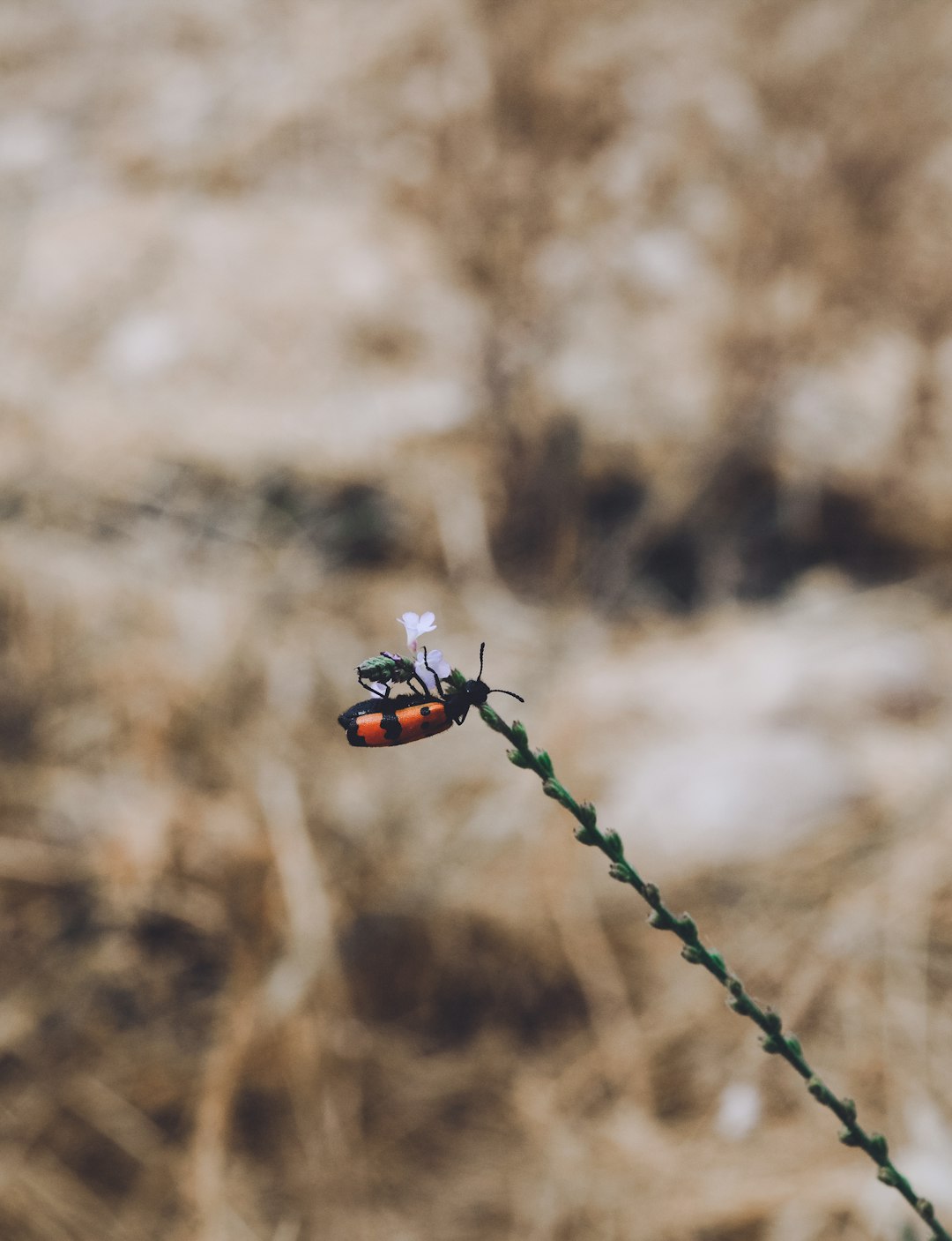 red and black ladybug on green rope during daytime