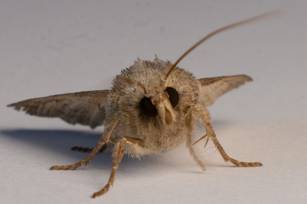 brown and black insect on white surface