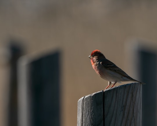 brown and red bird on brown wooden fence in Vanhankaupunginlahti Finland