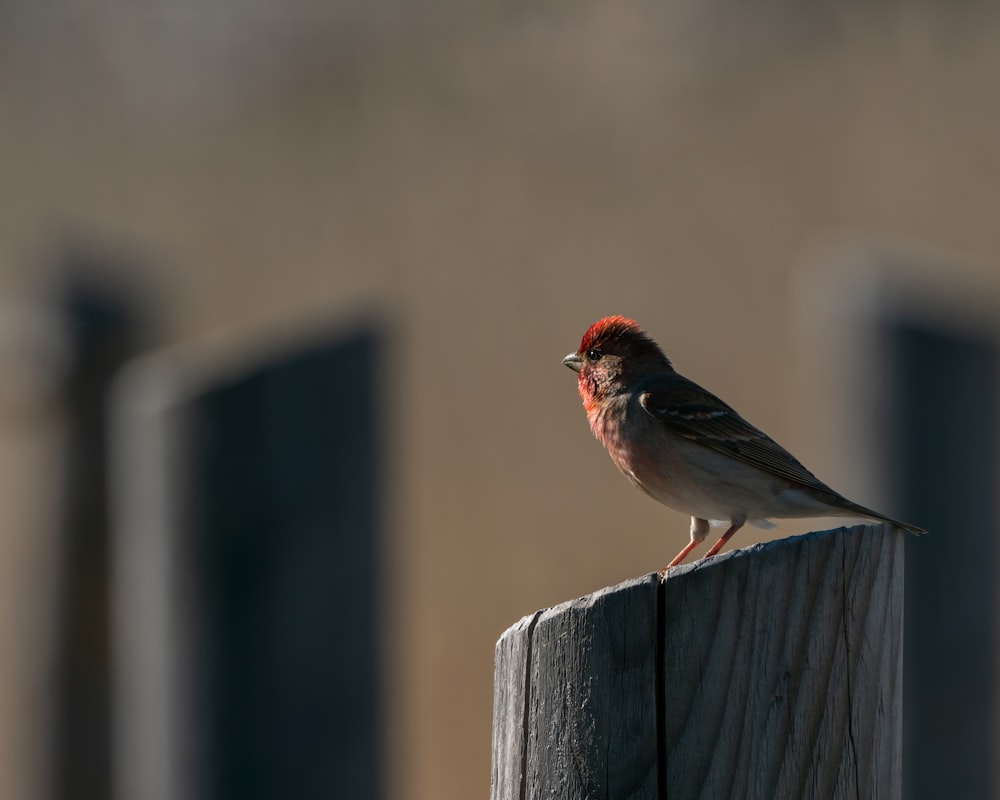 pássaro marrom e vermelho na cerca de madeira marrom