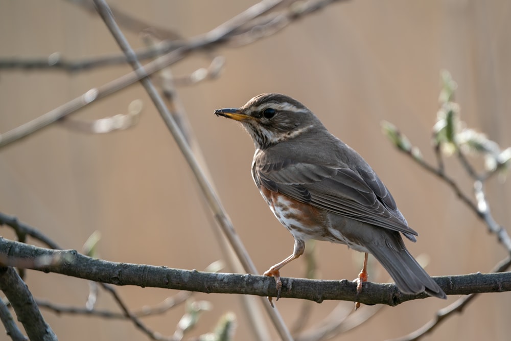 black and brown bird on brown tree branch during daytime