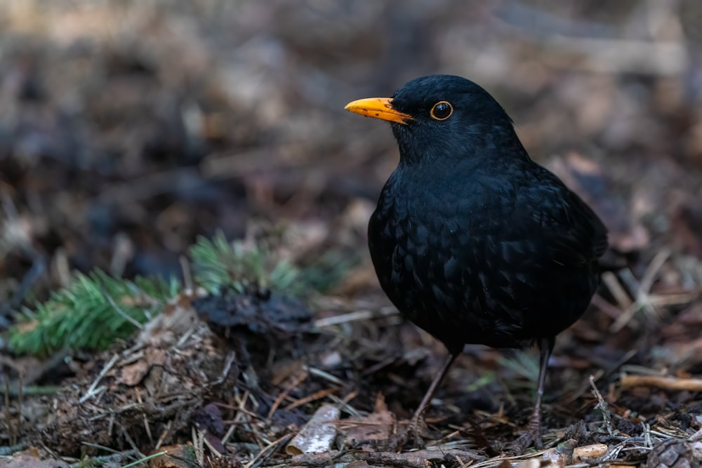 pájaro negro sobre hojas secas marrones