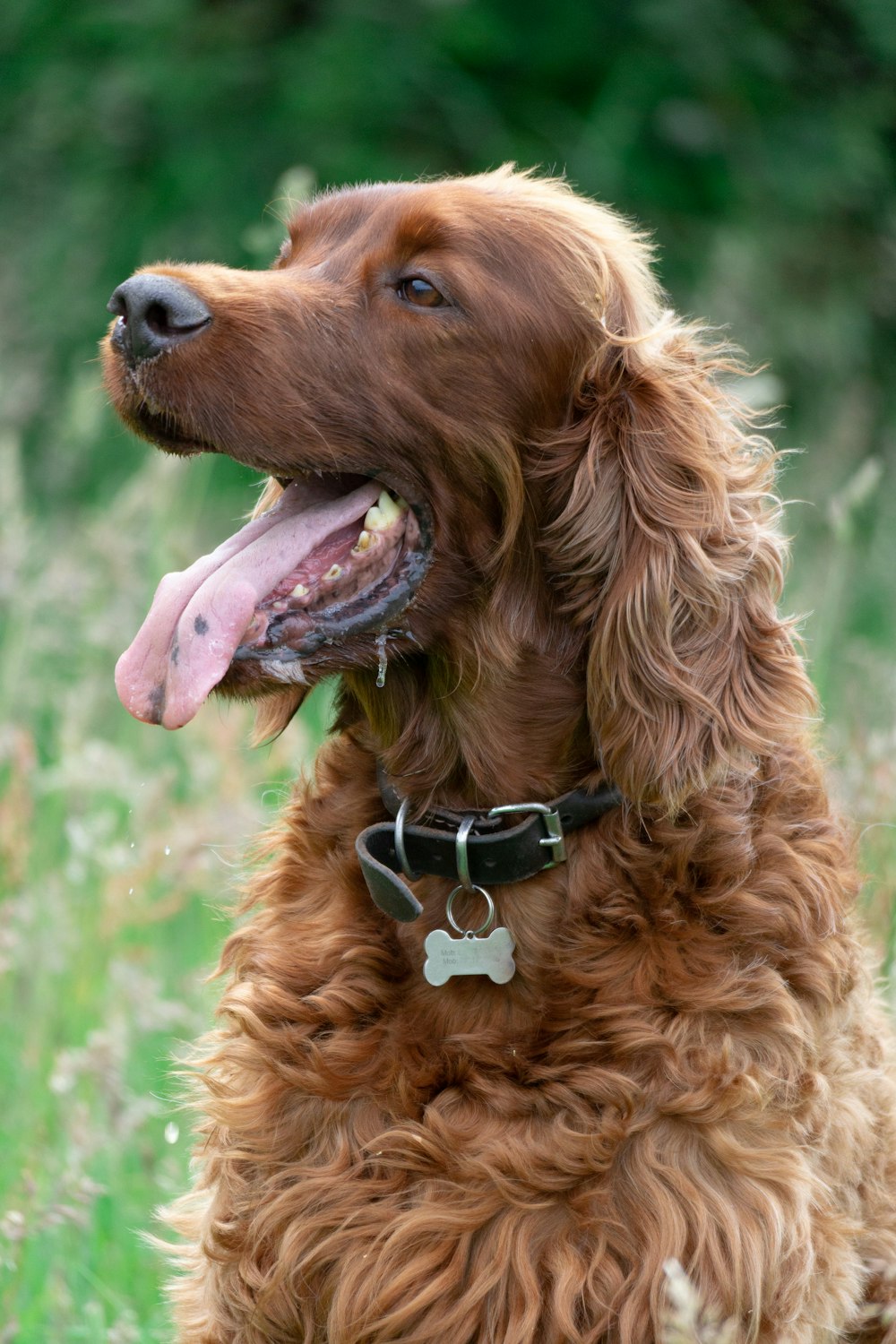 marron poil long chien moyen