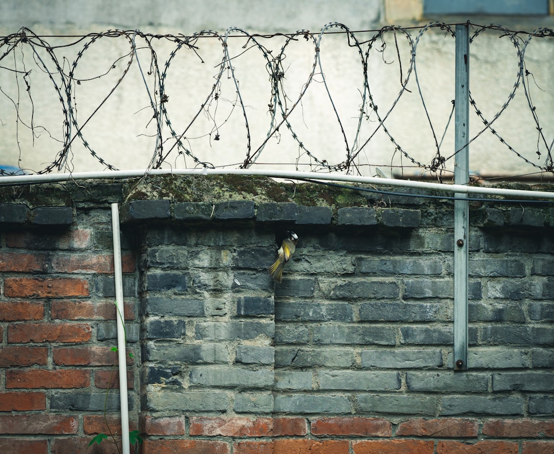 2 birds on wire fence