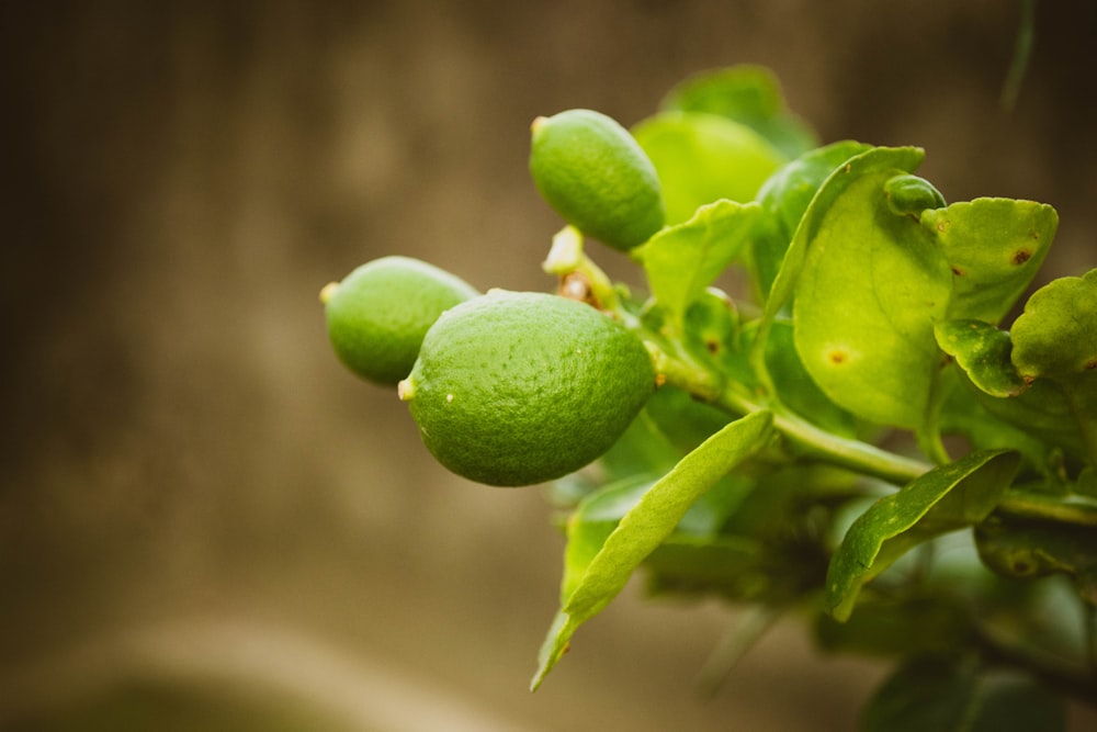 green oval fruit in close up photography