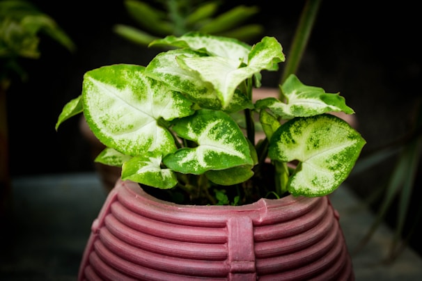 A vibrant indoor plant showcasing beautiful variegation.