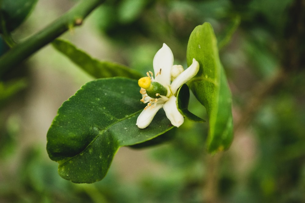 white flower in tilt shift lens