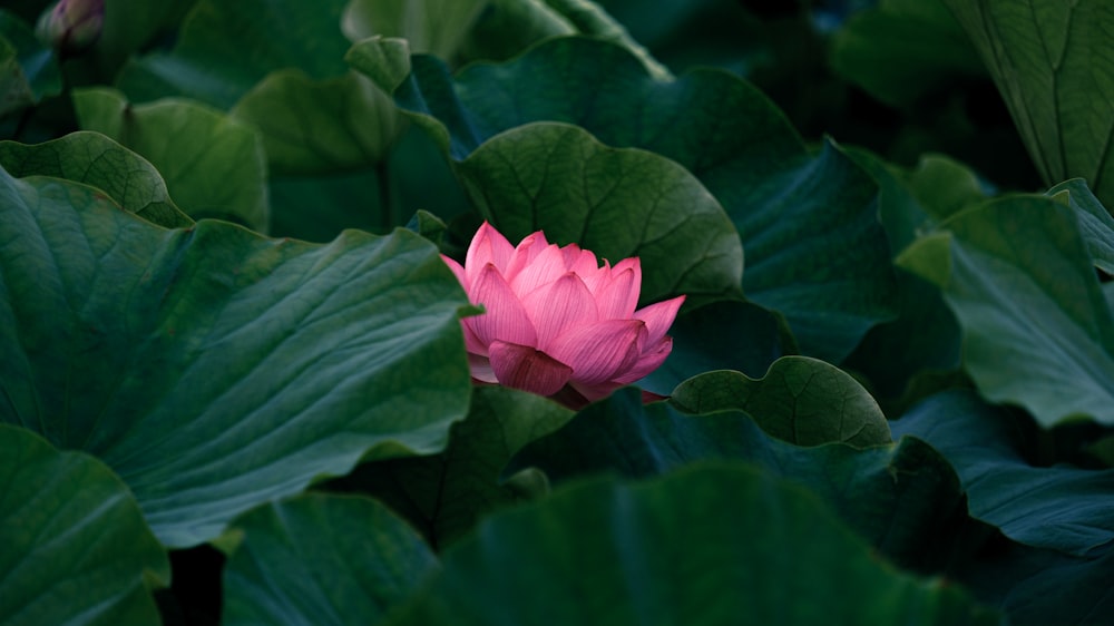 pink flower in tilt shift lens