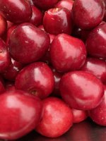 Close-up of shiny red apples freshly picked in an orchard.