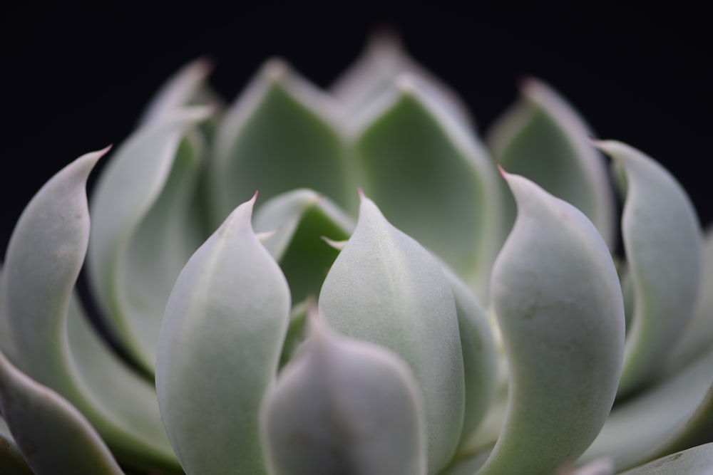 green and white flower bud