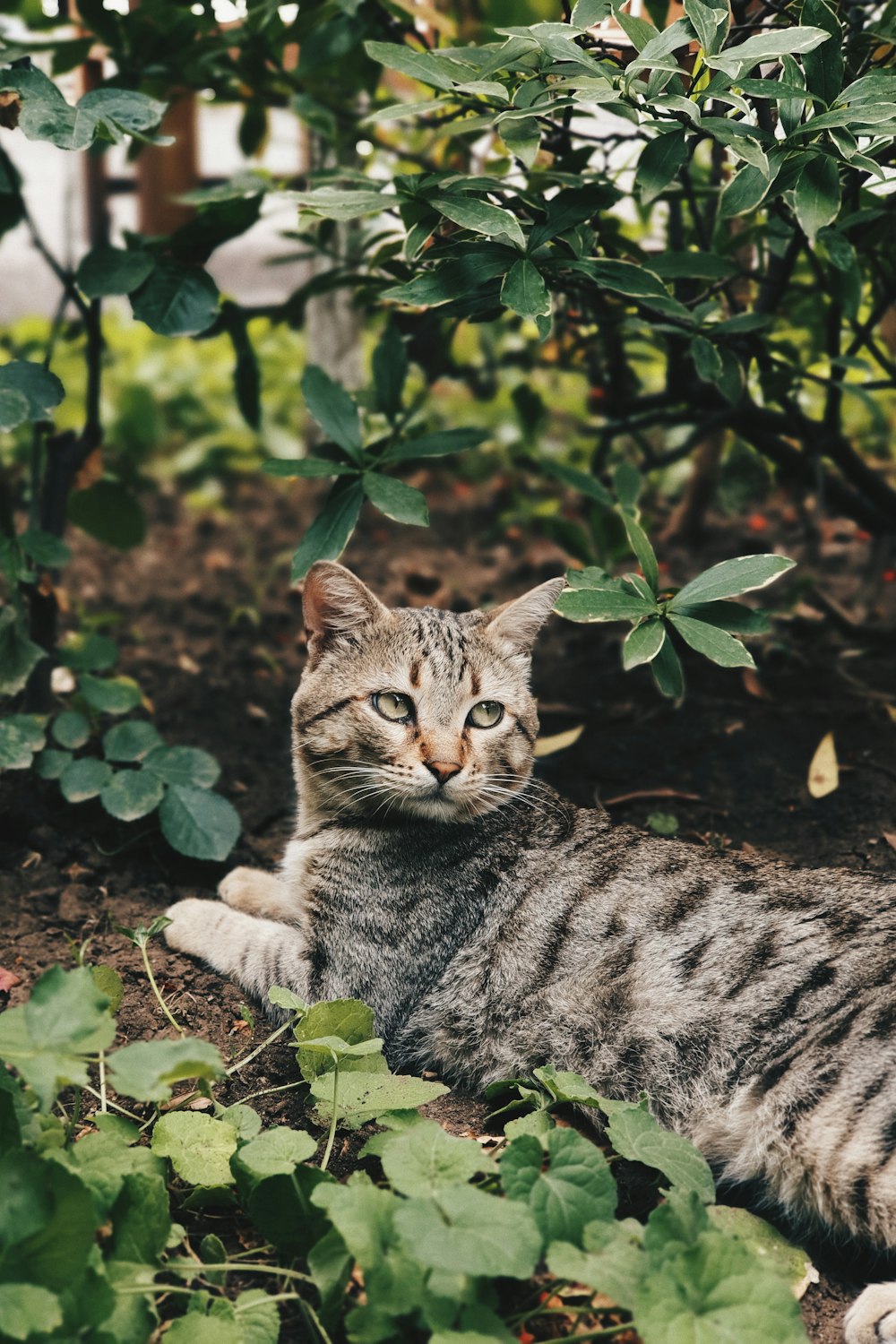 brown tabby cat on green plant