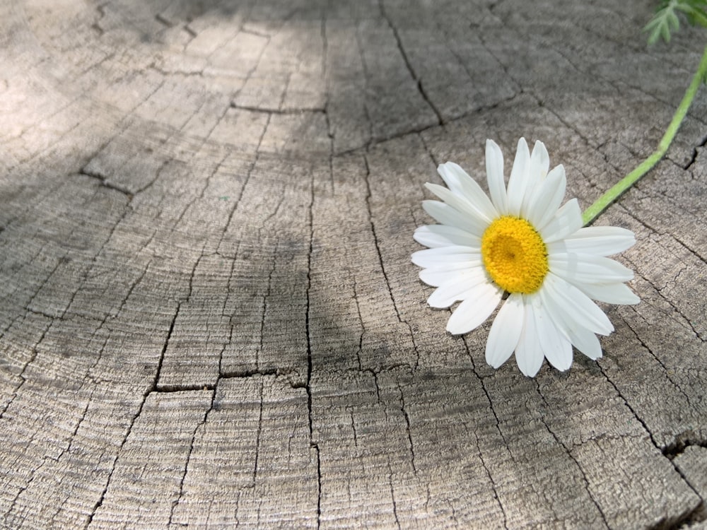 white daisy on brown wooden surface