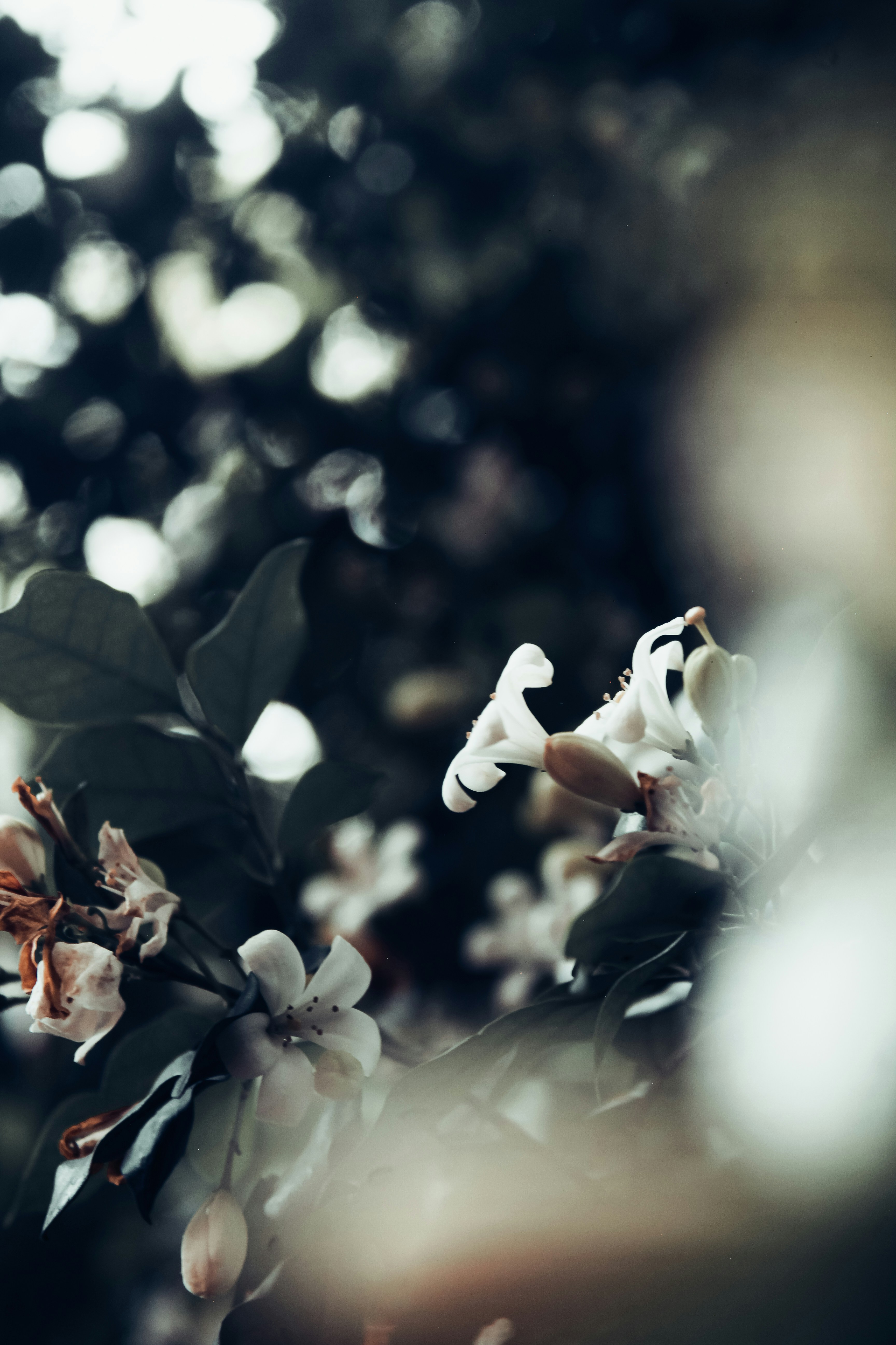 Photo by abhaysanthosh007