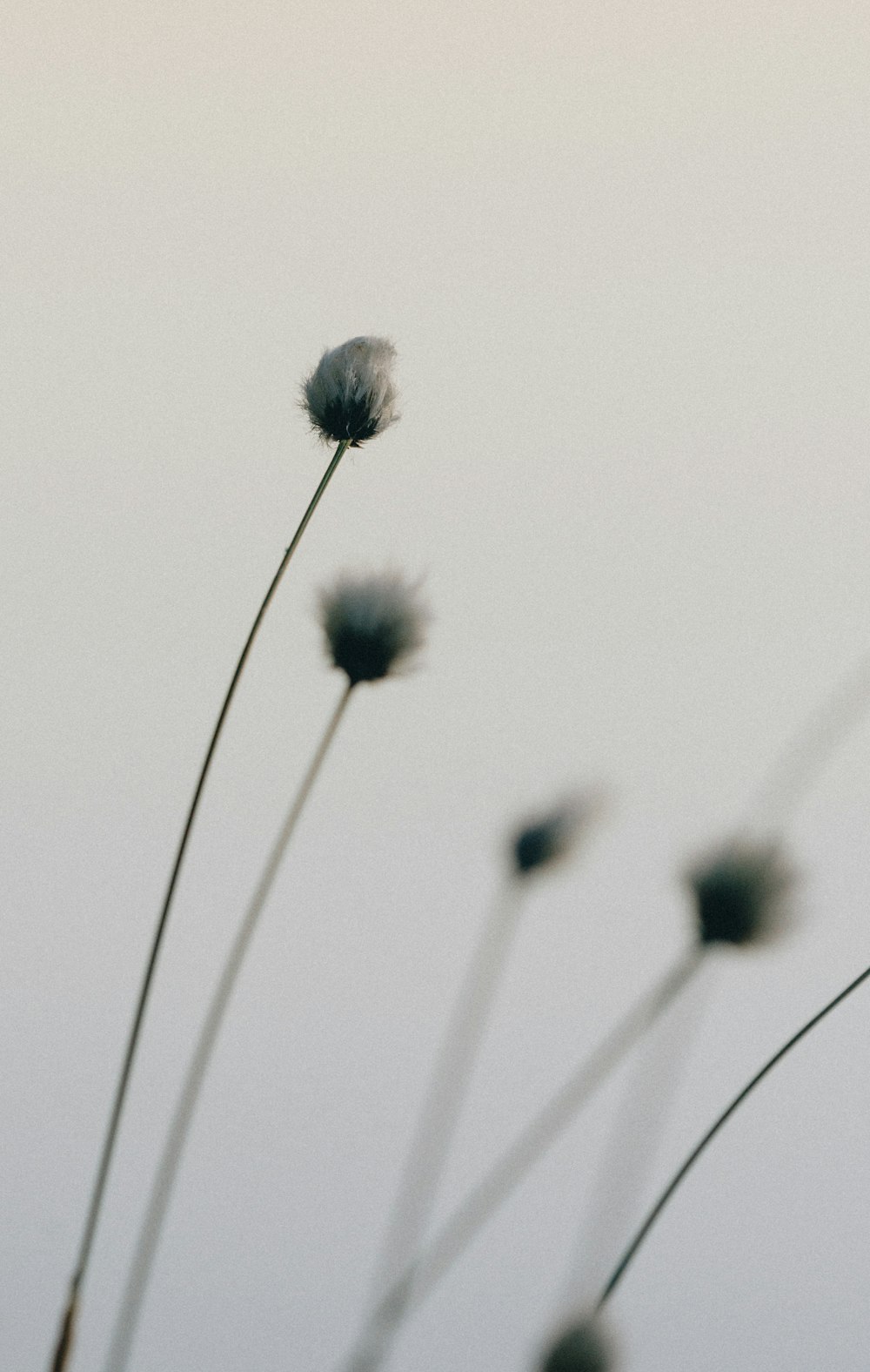 white dandelion flower in close up photography