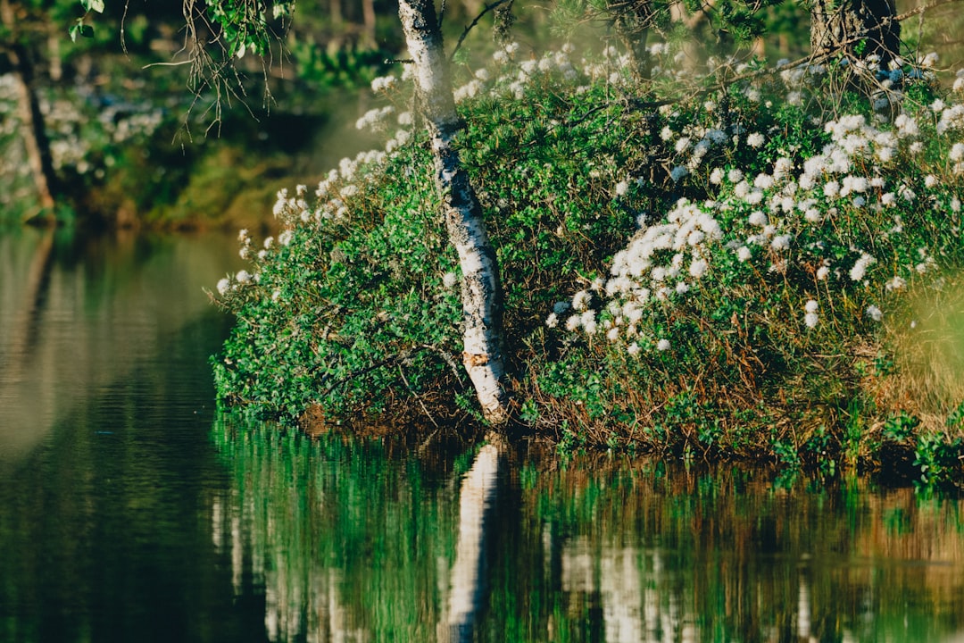 white flowers on tree branch on water